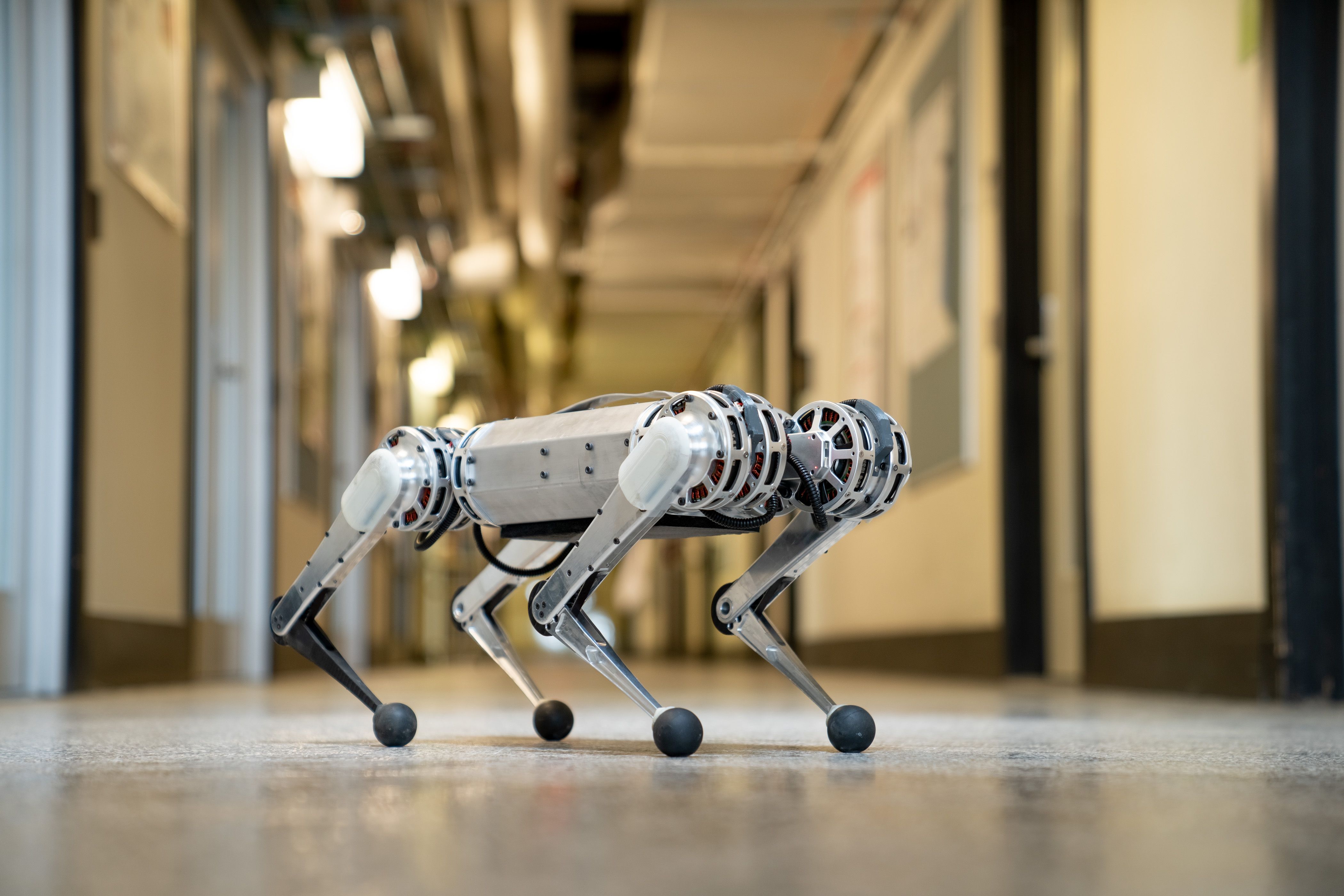Figure 4.2: MIT Mini Cheetah — the platform that proved backflips and dynamic locomotion with full-body QDD actuators. Since 2019, the de-facto hardware reference for learning-based locomotion. — source: MIT News / Biomimetics Lab press, fair use for academic review